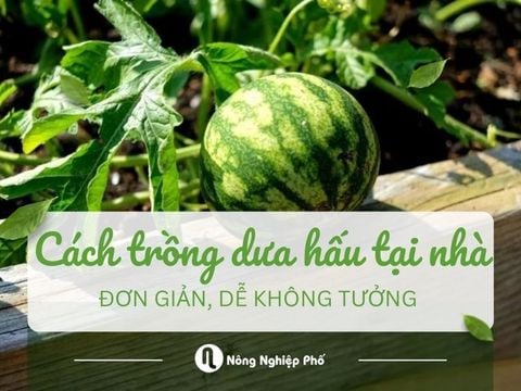Tự tay trồng dưa hấu tại nhà – Ngọt mát, sạch và dễ không tưởng!