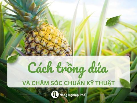 Cách trồng dứa và chăm sóc chuẩn kỹ thuật