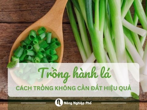 Cách trồng hành lá không cần đất tại nhà: Dễ làm, lên lá nhanh