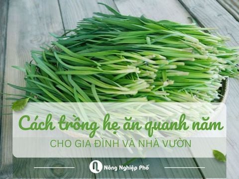 Cách Trồng Hẹ Ăn Quanh Năm Cho Gia Đình Và Nhà Vườn