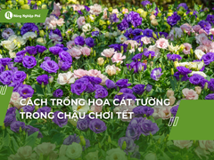 Cách trồng hoa cát tường trong chậu chơi tết