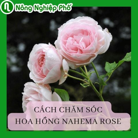 Cách trồng, chăm sóc hoa hồng Nahema Rose tại nhà | Nông Nghiệp Phố