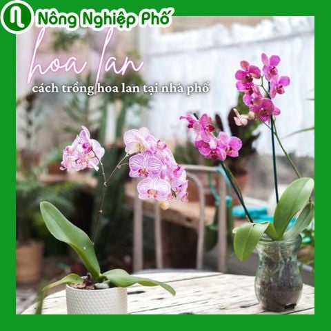 Cách trồng hoa lan tại nhà phố có không gian hẹp | Nông nghiệp phố