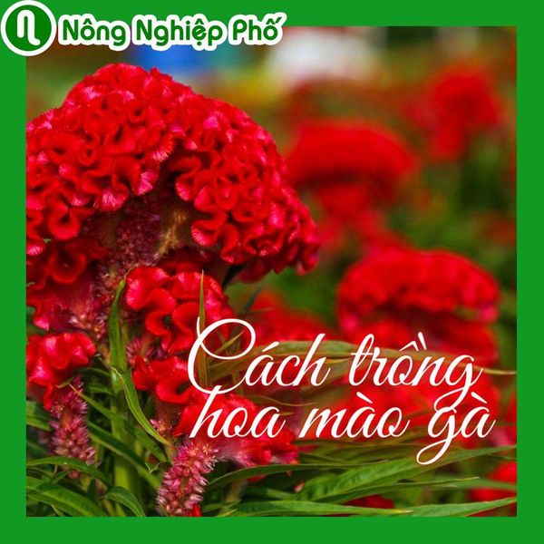 Cách trồng hoa mào gà chơi tết | Nông nghiệp phố