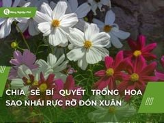 Chia sẻ bí quyết trồng hoa sao nhái rực rỡ đón xuân