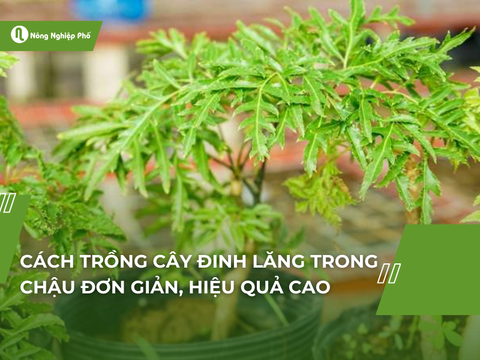 Cách trồng cây đinh lăng trong chậu đơn giản, hiệu quả cao