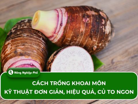 Cách trồng khoai môn – Kỹ thuật đơn giản, hiệu quả, củ to ngon