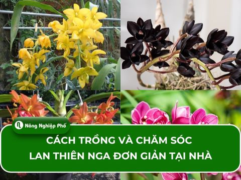 Cách chăm sóc Lan Thiên Nga đơn giản tại nhà