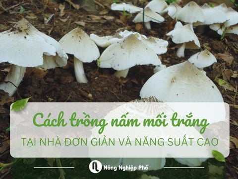 Cách trồng nấm mối trắng tại nhà đơn giản và năng suất cao