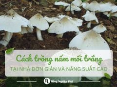 Cách trồng nấm mối trắng tại nhà đơn giản và năng suất cao