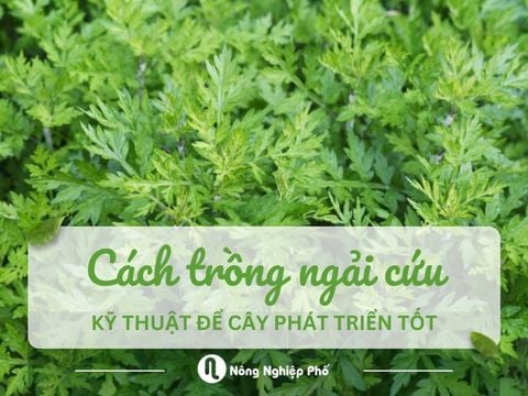 Cách trồng ngải cứu: Mẹo và kỹ thuật để cây phát triển tốt