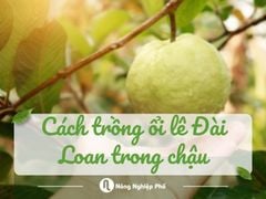 Cách trồng ổi lê Đài Loan trong chậu cho năng suất cao