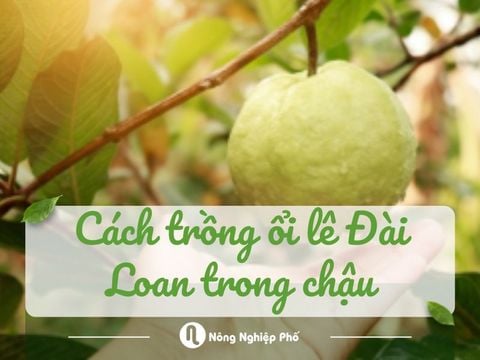 Cách trồng ổi lê Đài Loan trong chậu cho năng suất cao