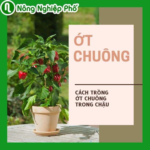 Bật mí cách trồng ớt chuông trong chậu cho quả giòn ngọt | Nông nghiệp phố