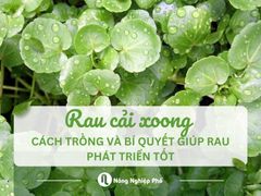 Cách trồng rau cải xoong: Bí quyết để rau phát triển tốt