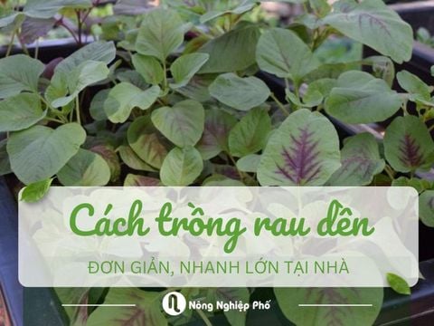 Cách trồng rau dền đơn giản, nhanh lớn tại nhà hiệu quả