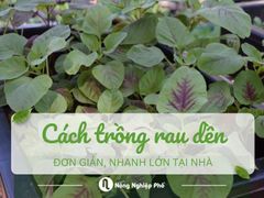 Cách trồng rau dền đơn giản, nhanh lớn tại nhà hiệu quả