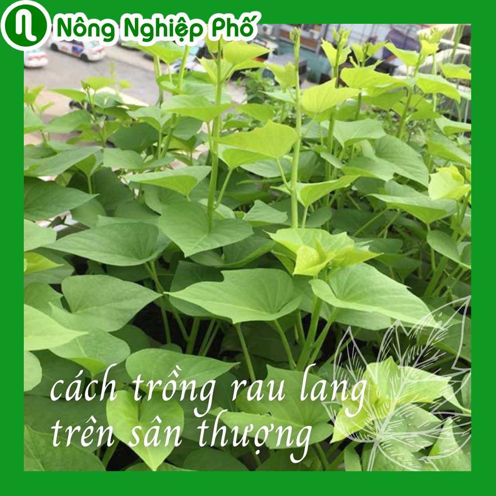 Bí quyết trồng rau lang xanh mơn mởn – Nông Nghiệp Phố