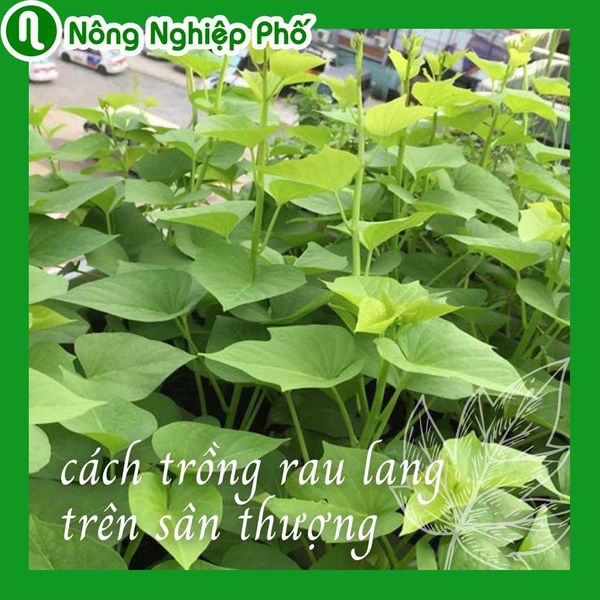 Bí quyết trồng rau lang xanh mơn mởn