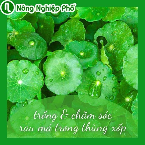 Hướng dẫn chi tiết cách trồng rau má trong chậu và những lưu ý cần biết