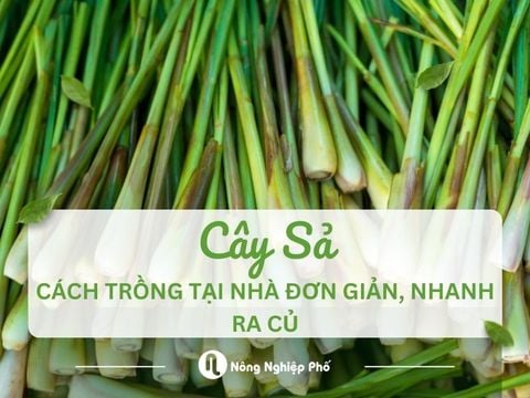 Cách trồng cây sả tại nhà đơn giản, nhanh ra củ