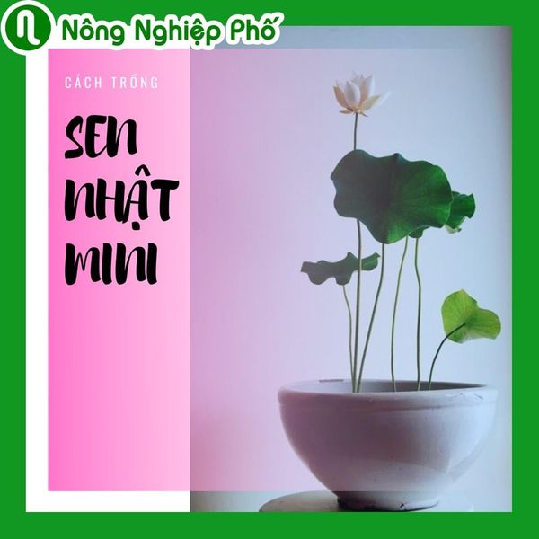 tiểu cảnh mini trong chậu thủy tinh