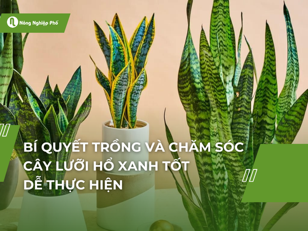 Tại sao cây Lưỡi Hổ là lựa chọn số 1 cho những ngôi nhà thiếu sáng?