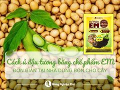 Cách ủ đậu tương bằng chế phẩm EM đơn giản tại nhà dùng bón cho cây