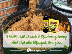 Tất tần tật về cách ủ đậu tương trứng chuối tại nhà hiệu quả, đơn giản
