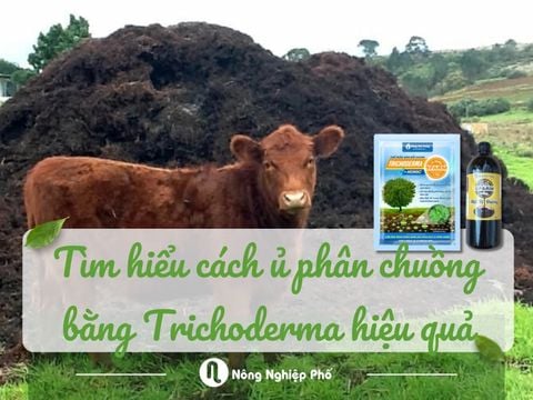 Tìm hiểu cách ủ phân chuồng bằng Trichoderma hiệu quả