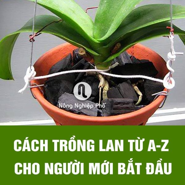 CÁCH TRỒNG HOA LAN TỪ A-Z CHO NGƯỜI MỚI BẮT ĐẦU | NÔNG NGHIỆP PHỐ