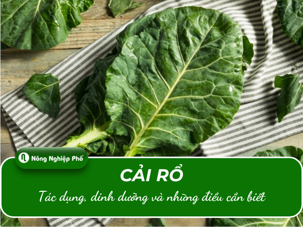Cải rổ: Tác dụng, dinh dưỡng và những điều cần biết