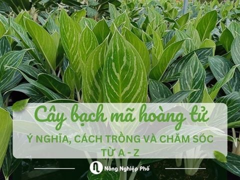 Cây bạch mã hoàng tử: Ý nghĩa, cách trồng và chăm sóc từ A - Z