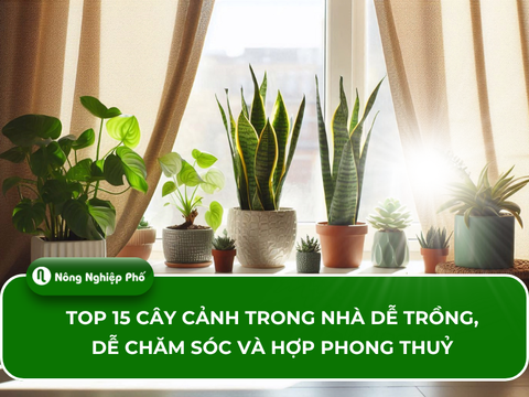 Top 15 cây cảnh trong nhà dễ trồng, dễ chăm sóc và hợp phong thuỷ