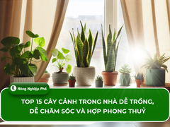 Top 15 cây cảnh trong nhà dễ trồng, dễ chăm sóc và hợp phong thuỷ