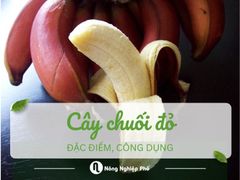 Cây chuối đỏ: Đặc điểm, công dụng và cách trồng hiệu quả