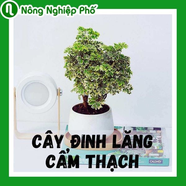 Mô tả về cây đinh lăng đồng tiền và cách chăm sóc cây hiệu quả.