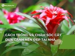 Cách trồng và chăm sóc cây dứa cảnh nến đẹp tại nhà