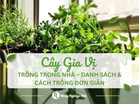 Cây gia vị trồng trong nhà – Danh sách & Cách trồng đơn giản