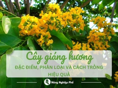 Cây giáng hương: Đặc điểm, phân loại và cách trồng hiệu quả