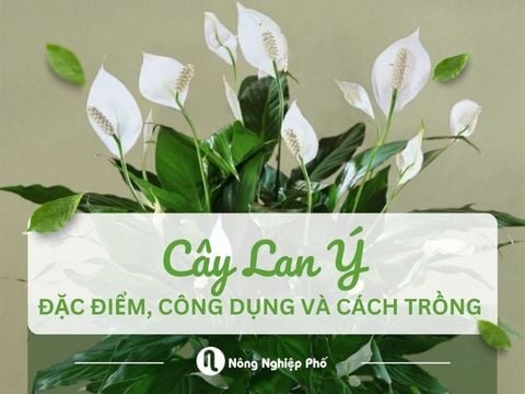 Cây Lan Ý - Đặc điểm, công dụng và cách trồng giúp thu hút tài lộc