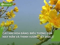 Cây mai hoa đăng: Biểu tượng của may mắn và thịnh vượng Tết 2025