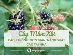 Hướng dẫn trồng cây mâm xôi tại vườn nhà