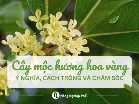 Ý nghĩa cây mộc hương hoa vàng là gì? Cách trồng và chăm sóc hiệu quả