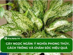 Cây ngọc ngân: Ý nghĩa phong thủy, cách trồng và chăm sóc hiệu quả