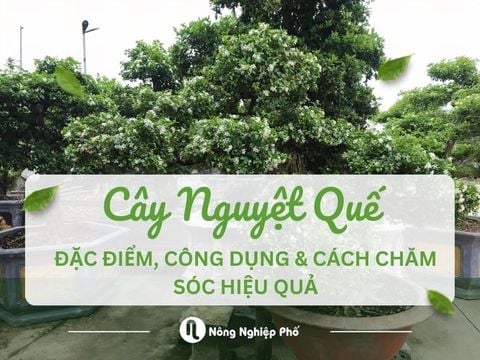 Cây nguyệt quế là gì? Đặc điểm, Công dụng & Cách chăm sóc hiệu quả