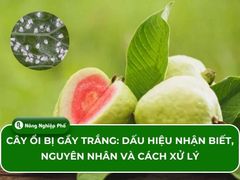 Cây ổi bị gầy trắng: Dấu hiệu nhận biết, nguyên nhân và cách xử lý
