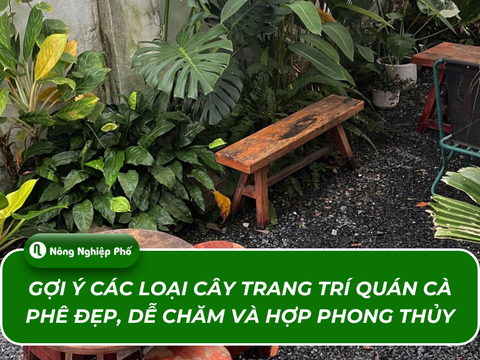 Gợi ý các loại cây trang trí quán cà phê đẹp, dễ chăm và hợp phong thủy