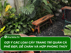 Gợi ý các loại cây trang trí quán cà phê đẹp, dễ chăm và hợp phong thủy