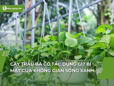 Cây trầu bà có tác dụng gì? Bí mật của không gian sống xanh